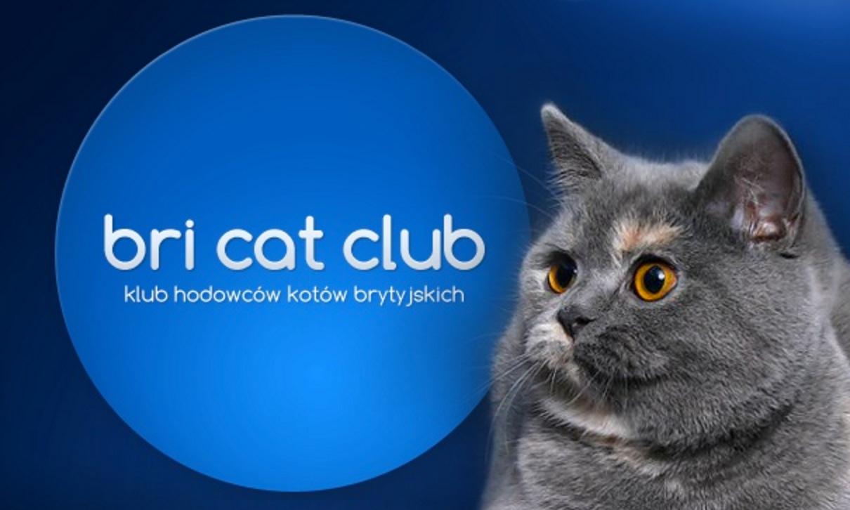 Bri Cat Club
